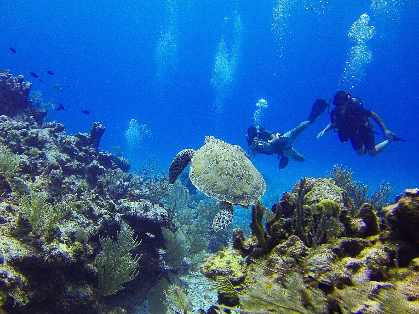 Photo tortues plongée sous-marine
