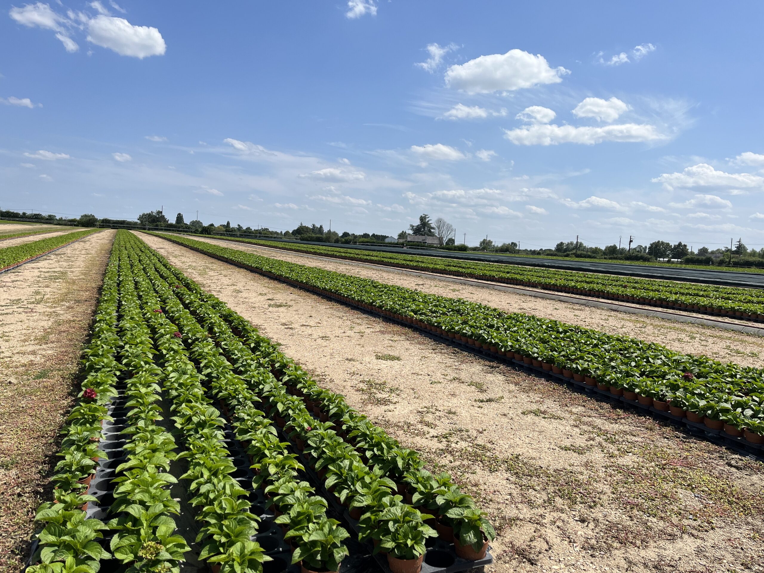 Visite d’Hortensia France