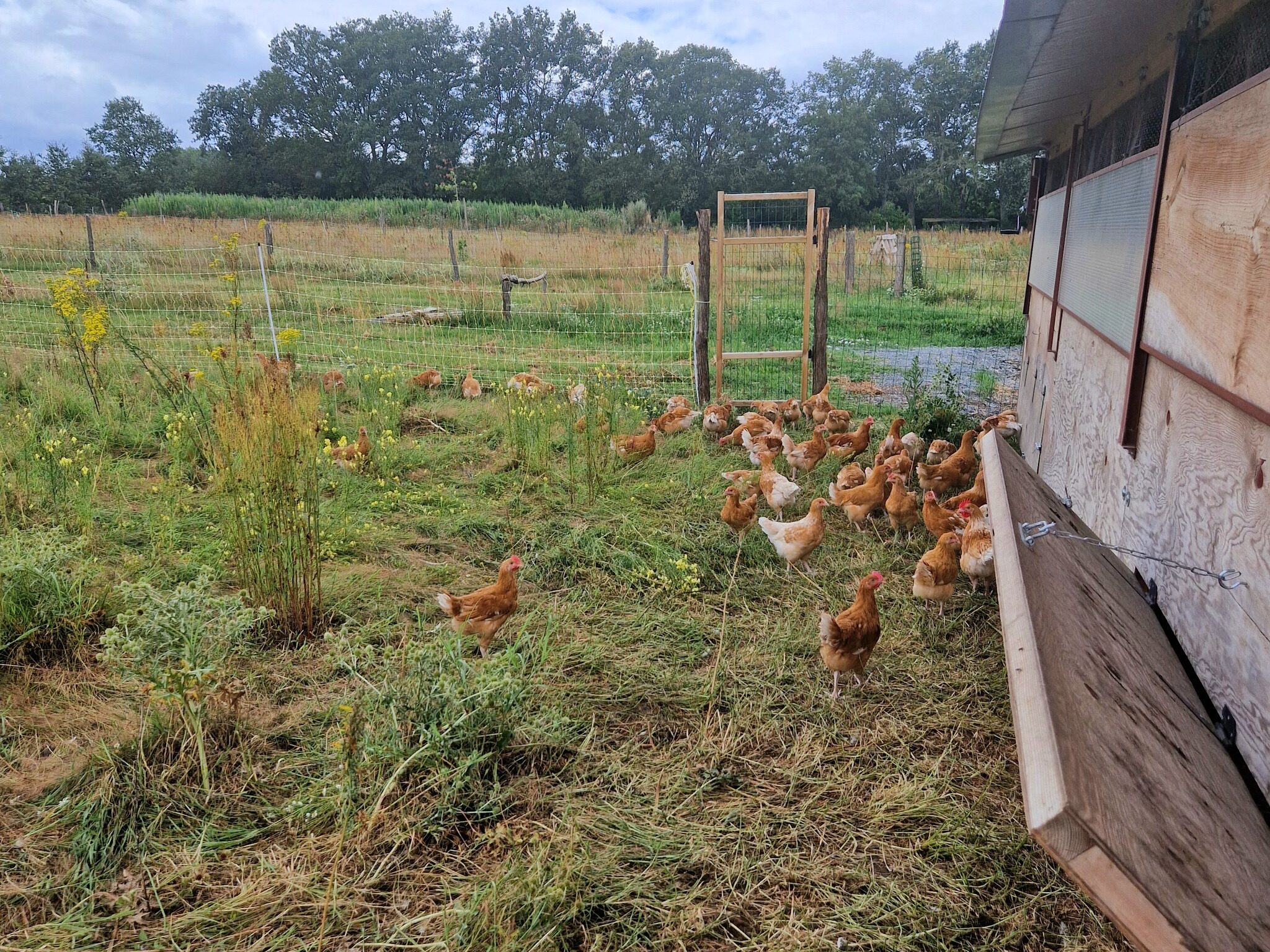 Visite de l’exploitation de Mme Rouault, Rives-du-Loir-en-Anjou