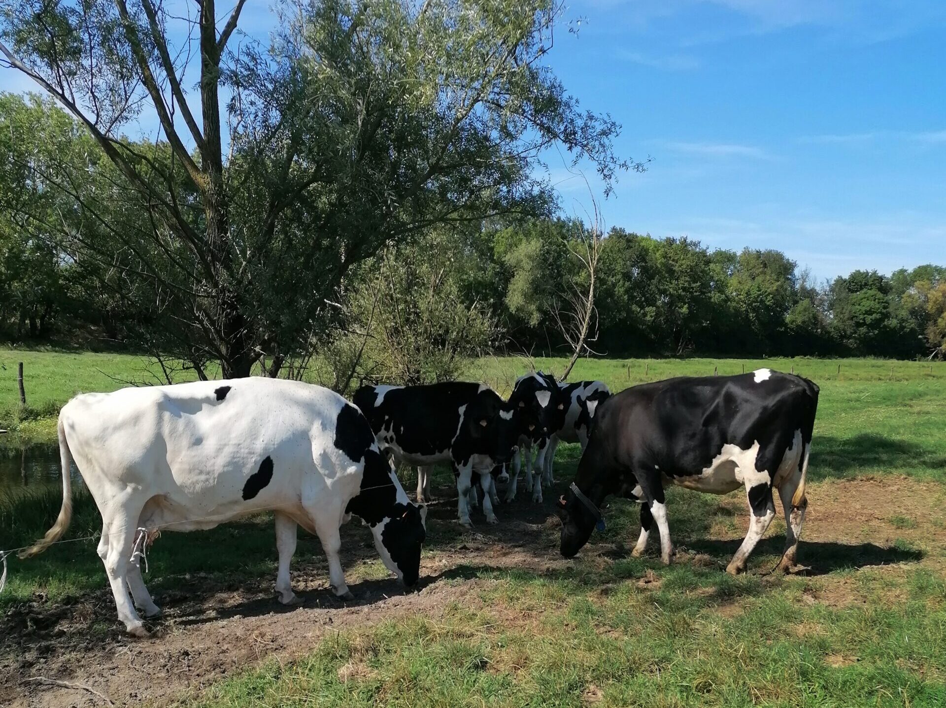 Versement des aides MAEC et bio de la PAC aux agriculteurs.