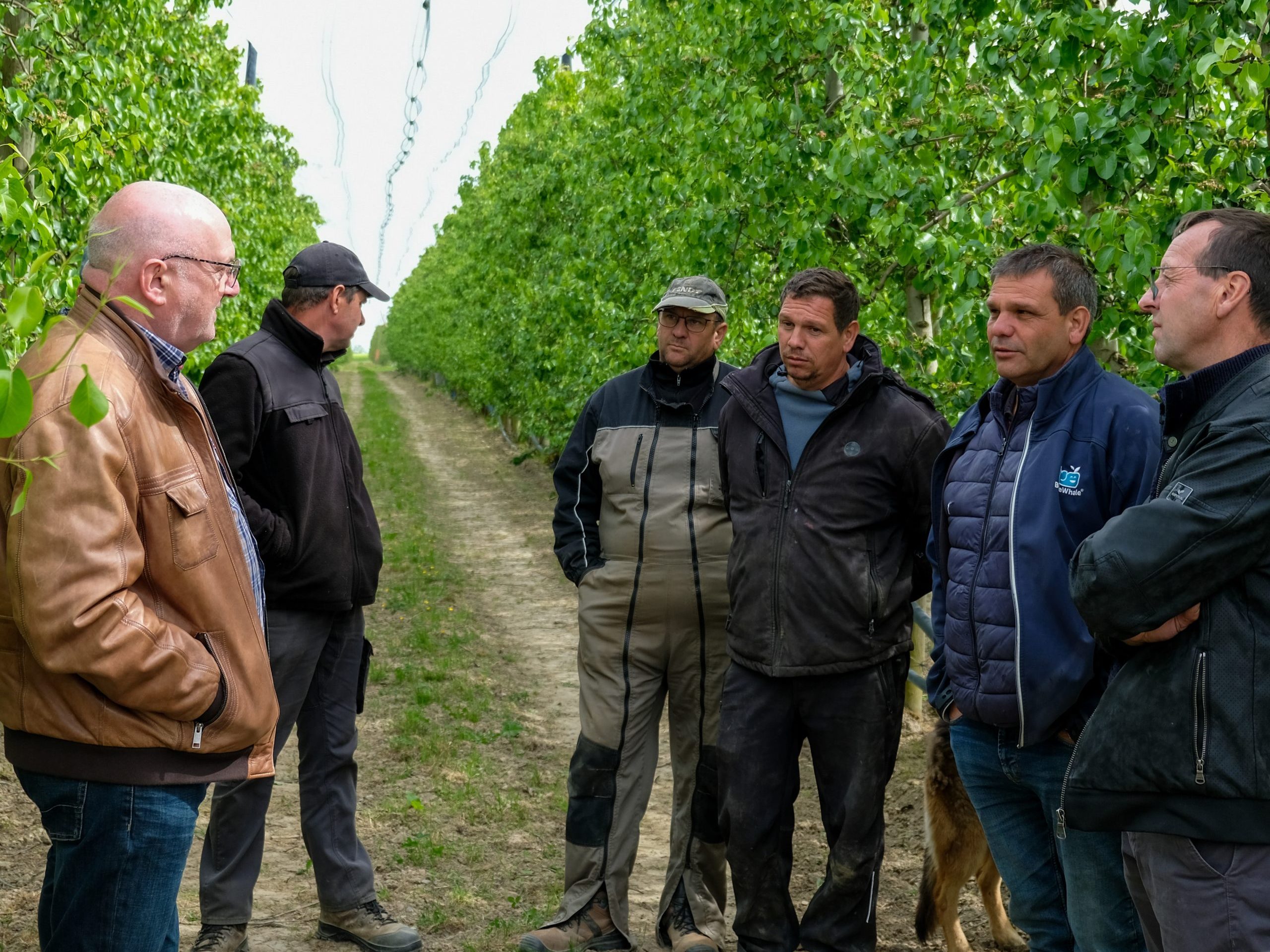 À la rencontre des arboriculteurs de Sœurdres, Hauts-d’Anjou